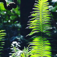 Photo by Brucethegoose