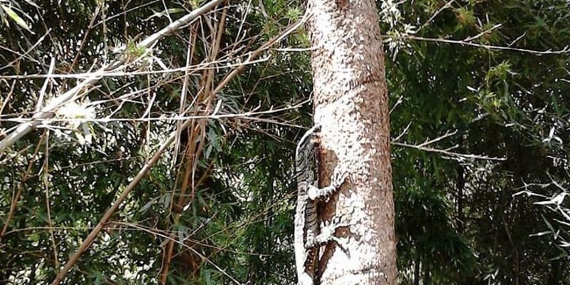 Photo by Tracy N David Ross