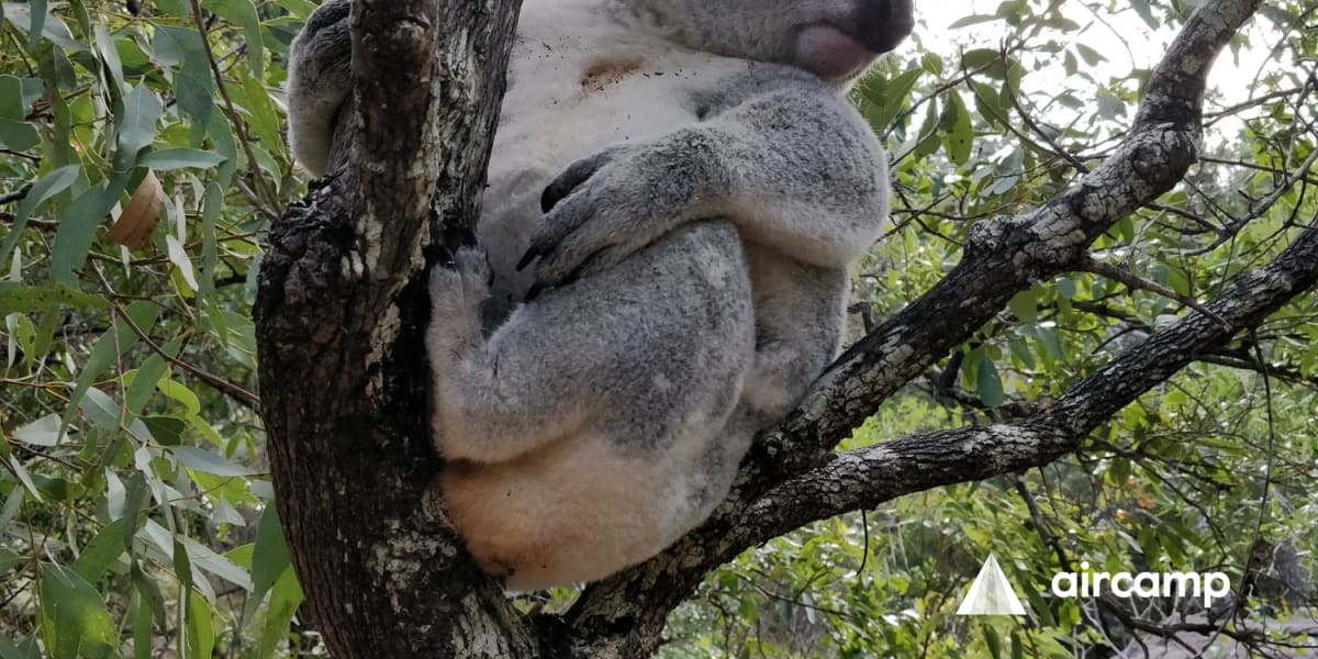 Bungalow Bay Koala Village - Main photo