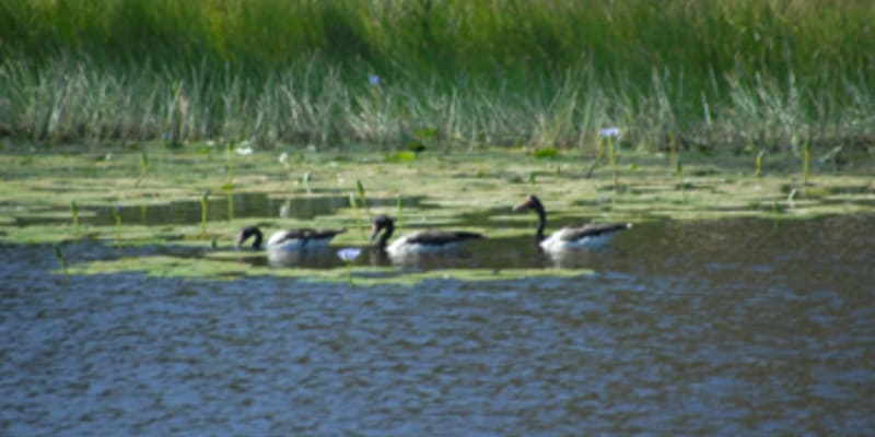 Photo by Gary & Tamara Maile