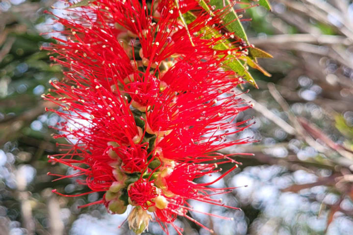 Photo by Sanchia Keeleigh Gray