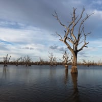 Photo by Wildflower and her Wildlings