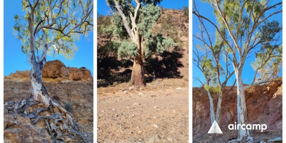 Parachilna Gorge Campground