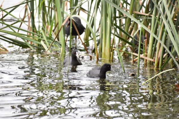 Photo by algebuckina