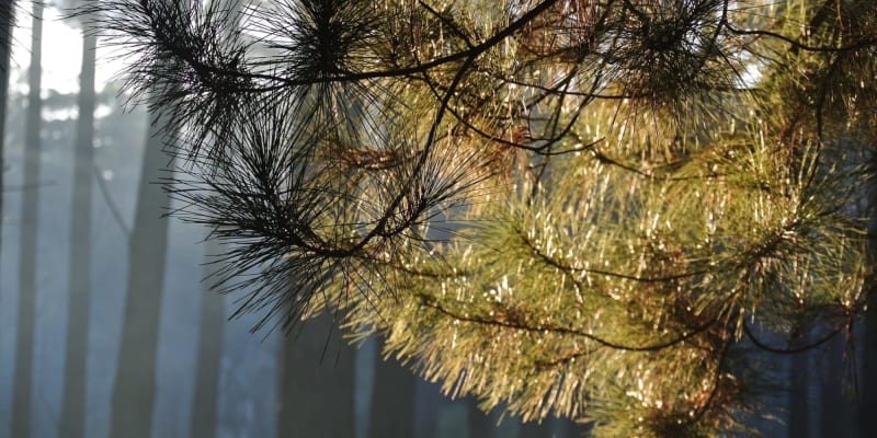 Photo by Brucethegoose