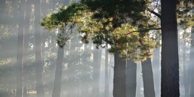 Photo by Brucethegoose