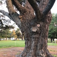 Photo by Brucethegoose