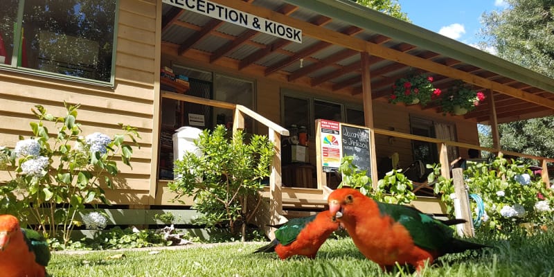 Photo by Fränzi and Tom - Jamieson Caravan Park