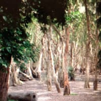 Photo by F camp lovah