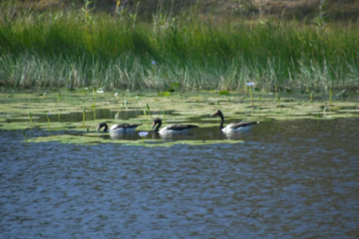 Photo by Gary & Tamara Maile