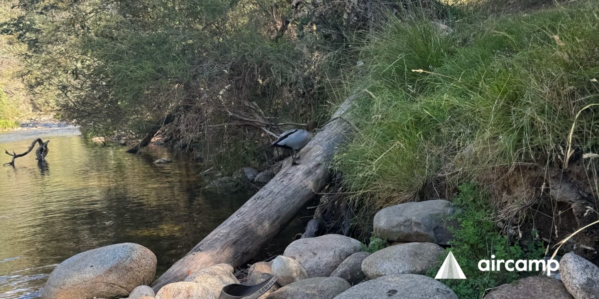 Old Geehi campground