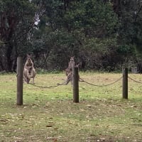 Photo by Poms Touring Australia