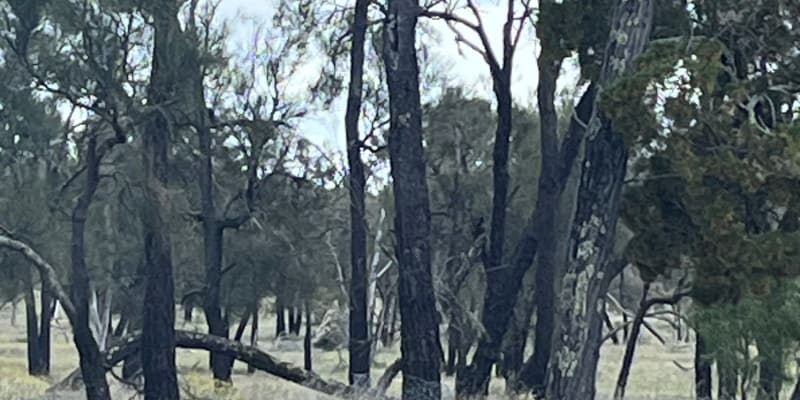 Photo by Mick Fleet Wood