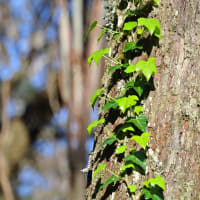 Photo by Brucethegoose