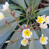 Photo by Colin van den Hoff