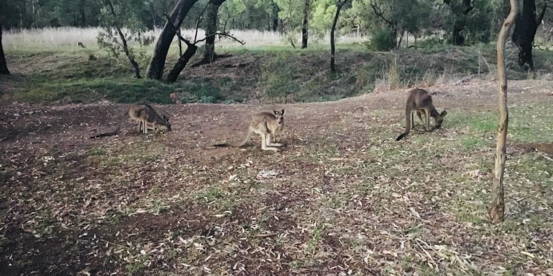 Photo of Camp Blackman