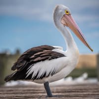 Photo by Chris Titan Topher