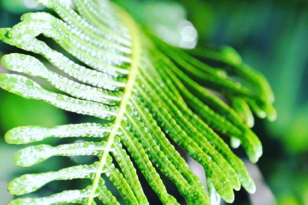 Photo by Brucethegoose