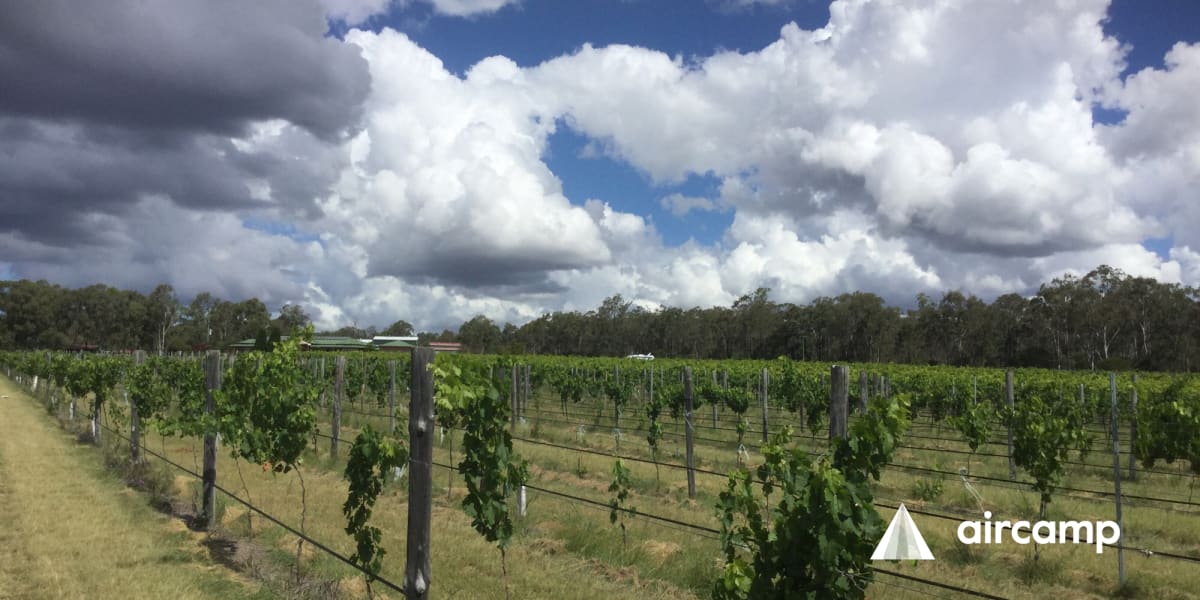 Kingsley Grove Vineyard and Winery