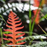 Photo by Brucethegoose