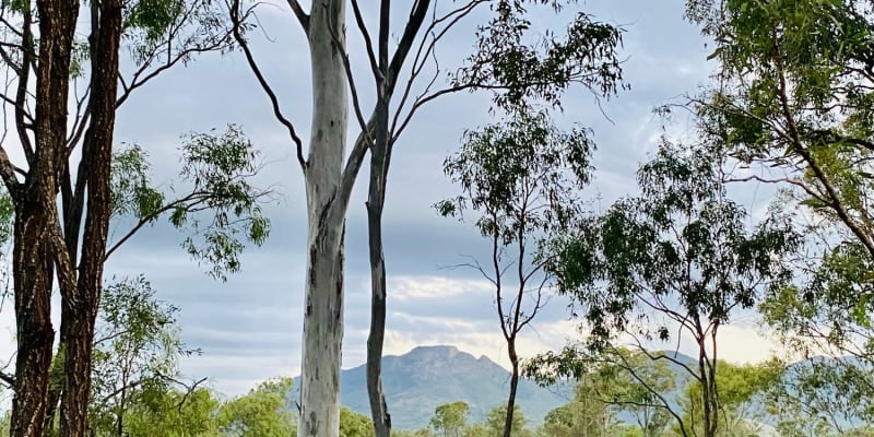 Photo by Andrew & kutti the kelpie