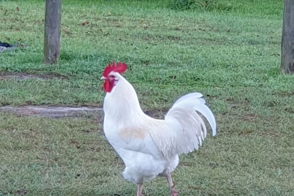 Photo by Rhonda Jenner Symes