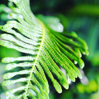 Photo by Brucethegoose