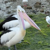 Photo by Dtravellers