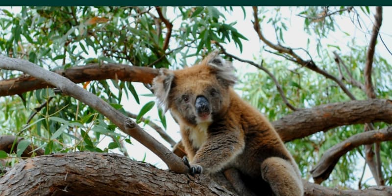 Photo by Helen de la Perrelle