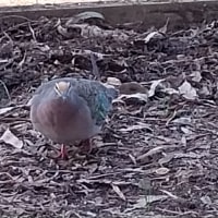 Photo by Colin van den Hoff