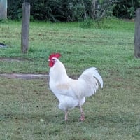 Photo by Rhonda Jenner Symes