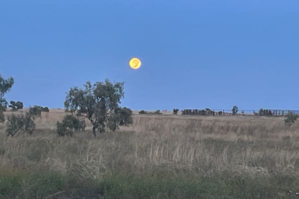 Photo by Petrice  Kotua