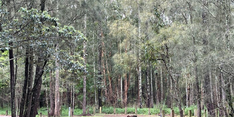 Photo of Bungarie Bay campground