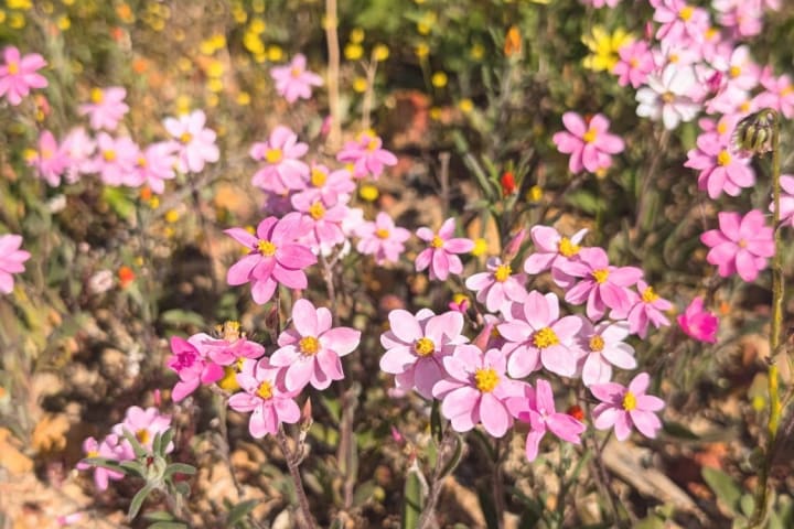 Photo by IndianOceanGuy