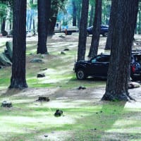 Photo by Brucethegoose