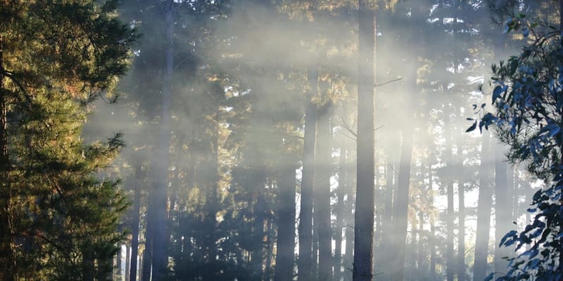 Photo by Brucethegoose