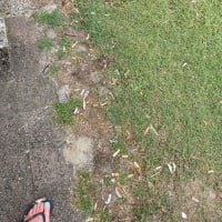 Photo by Louise Le Roux