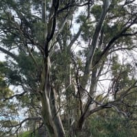 Photo by Nickolas S.