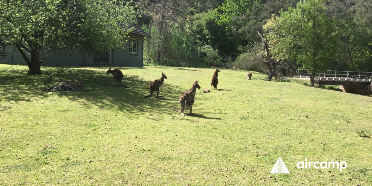 Wombeyan Caves campground