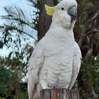 Photo by Erwin Van Den Bosch