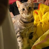 Photo of Shum Yuen Ki