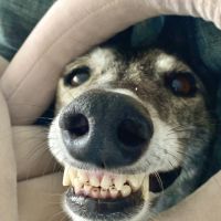 Photo of Ad Hoc Duckling