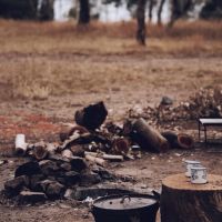 Photo of Wildflower and her Wildlings