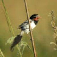 Photo of Florencia G.