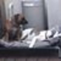 Photo of Milo Roxy Tsagaris