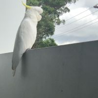 Photo of Brucethegoose