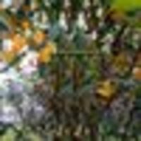 Photo of Sue Keren Black